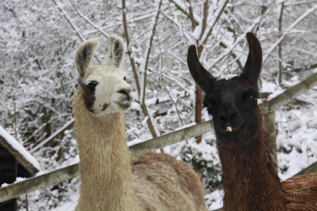 The Merry Harriers Bed and Breakfast Godalming Εξωτερικό φωτογραφία