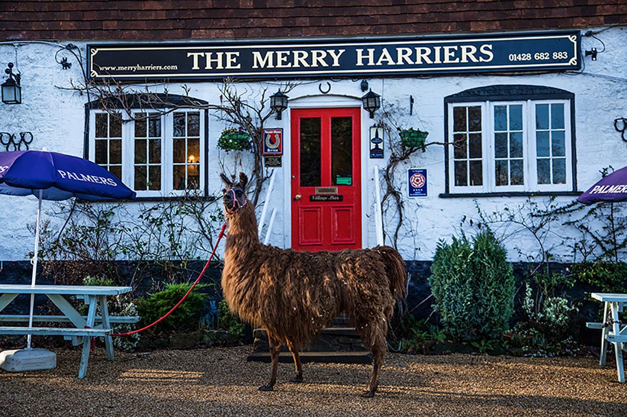 The Merry Harriers Bed and Breakfast Godalming Εξωτερικό φωτογραφία
